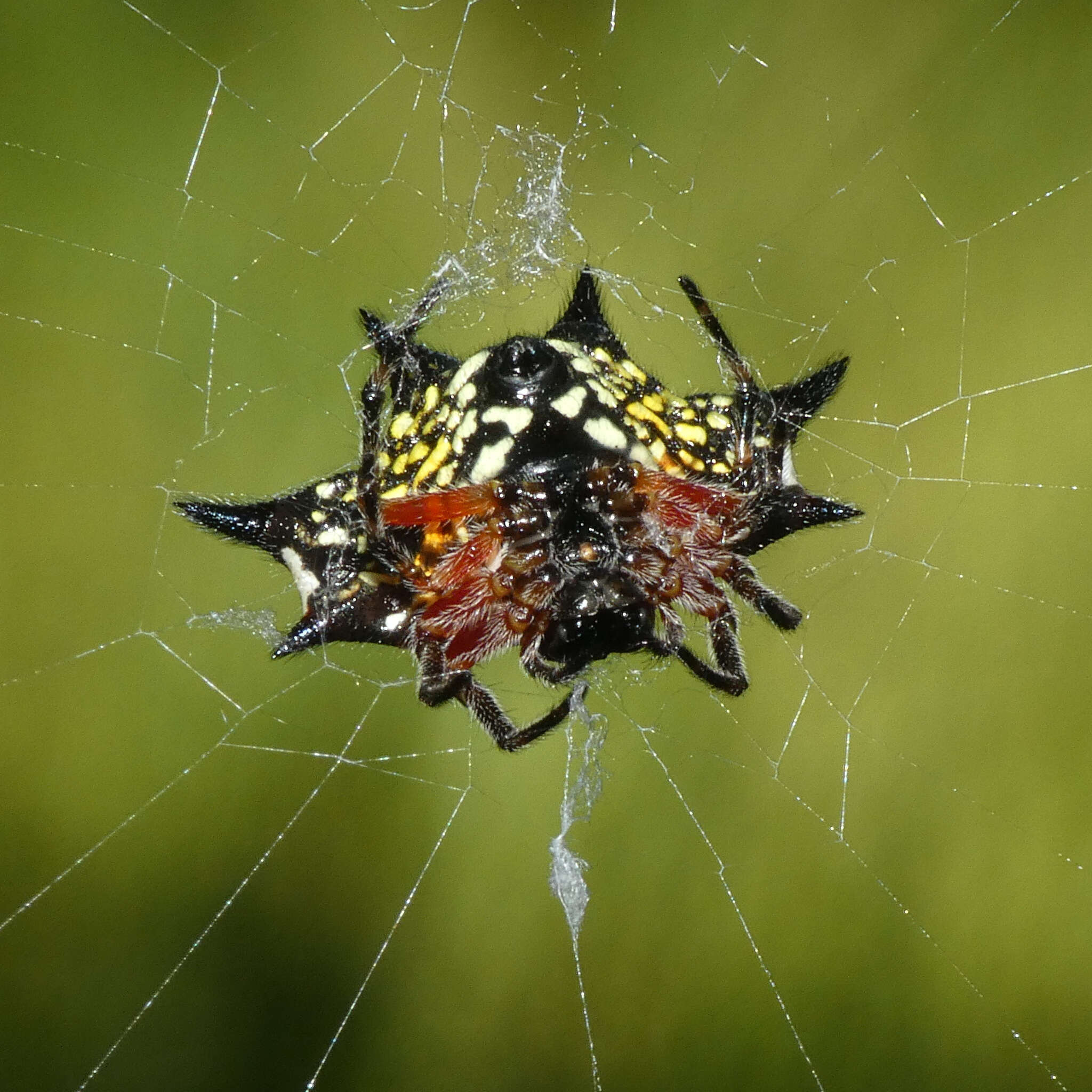 Image of Gasteracantha sanguinolenta C. L. Koch 1844