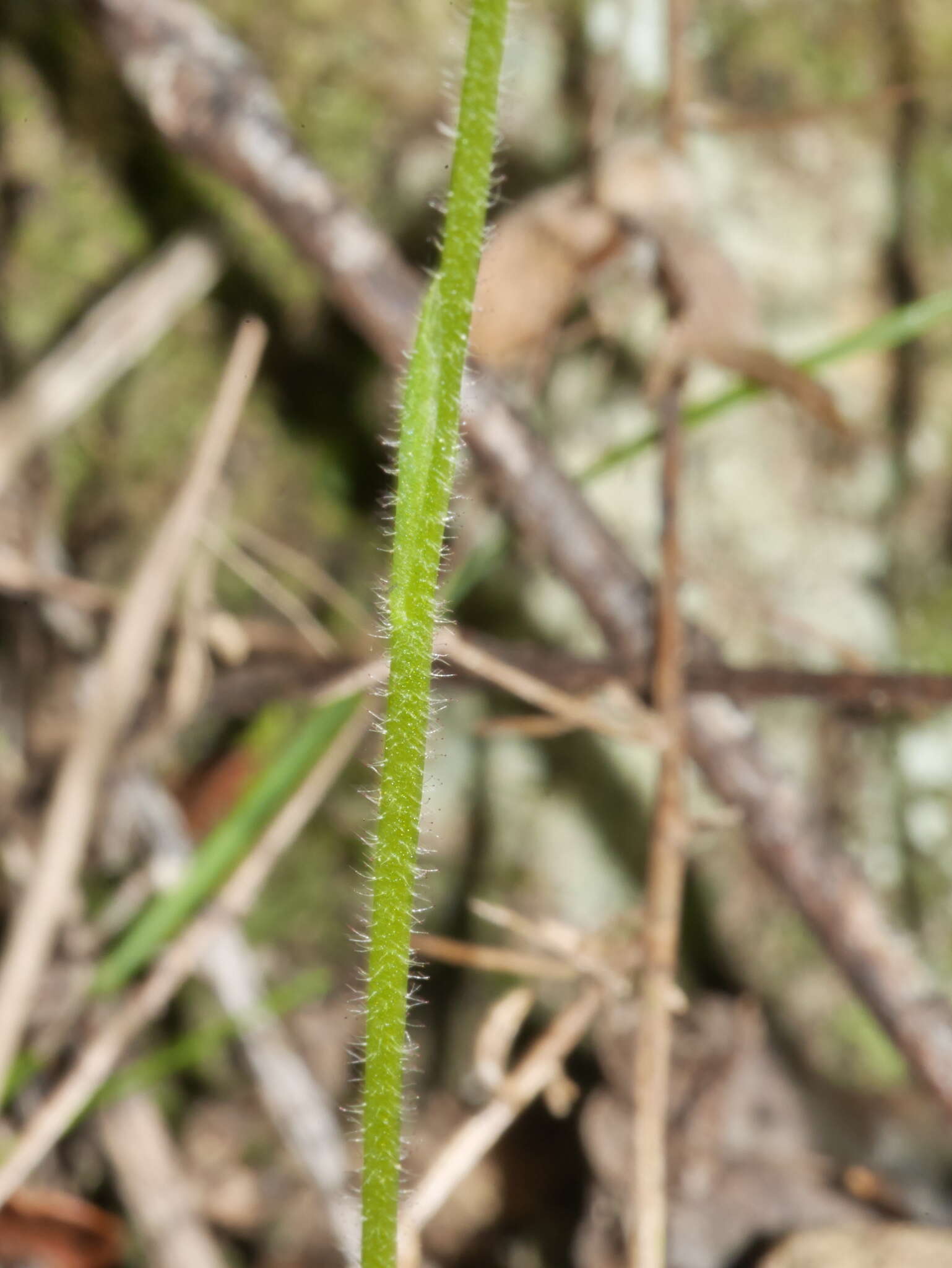 Image of Mauve Fingers