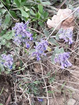 Image of Nepeta racemosa subsp. racemosa