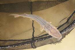 Image of Dwarf Sturgeon