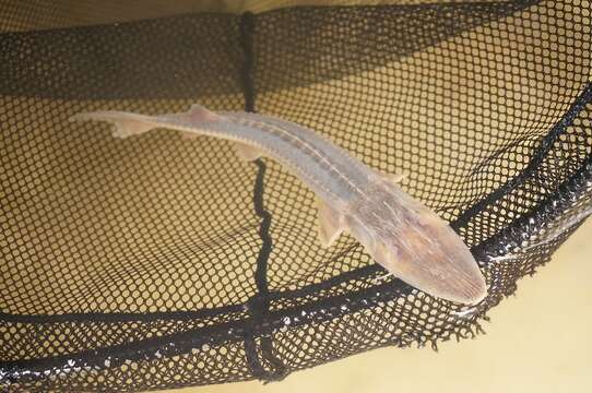 Image of Dwarf Sturgeon