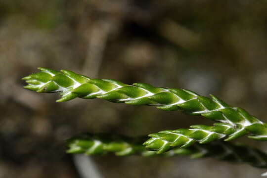 Image of Ozothamnus selago Hook. fil.