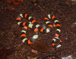 Image of Aesculapian False Coral Snake