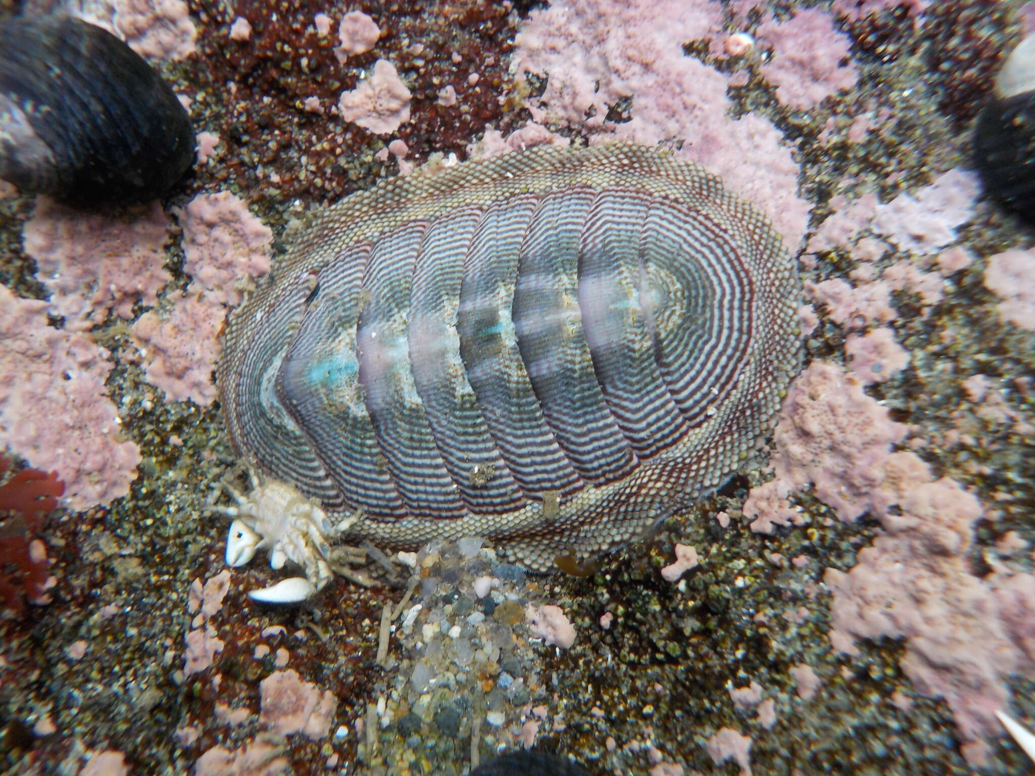 Image of Chiton cumingsii Frembly 1827