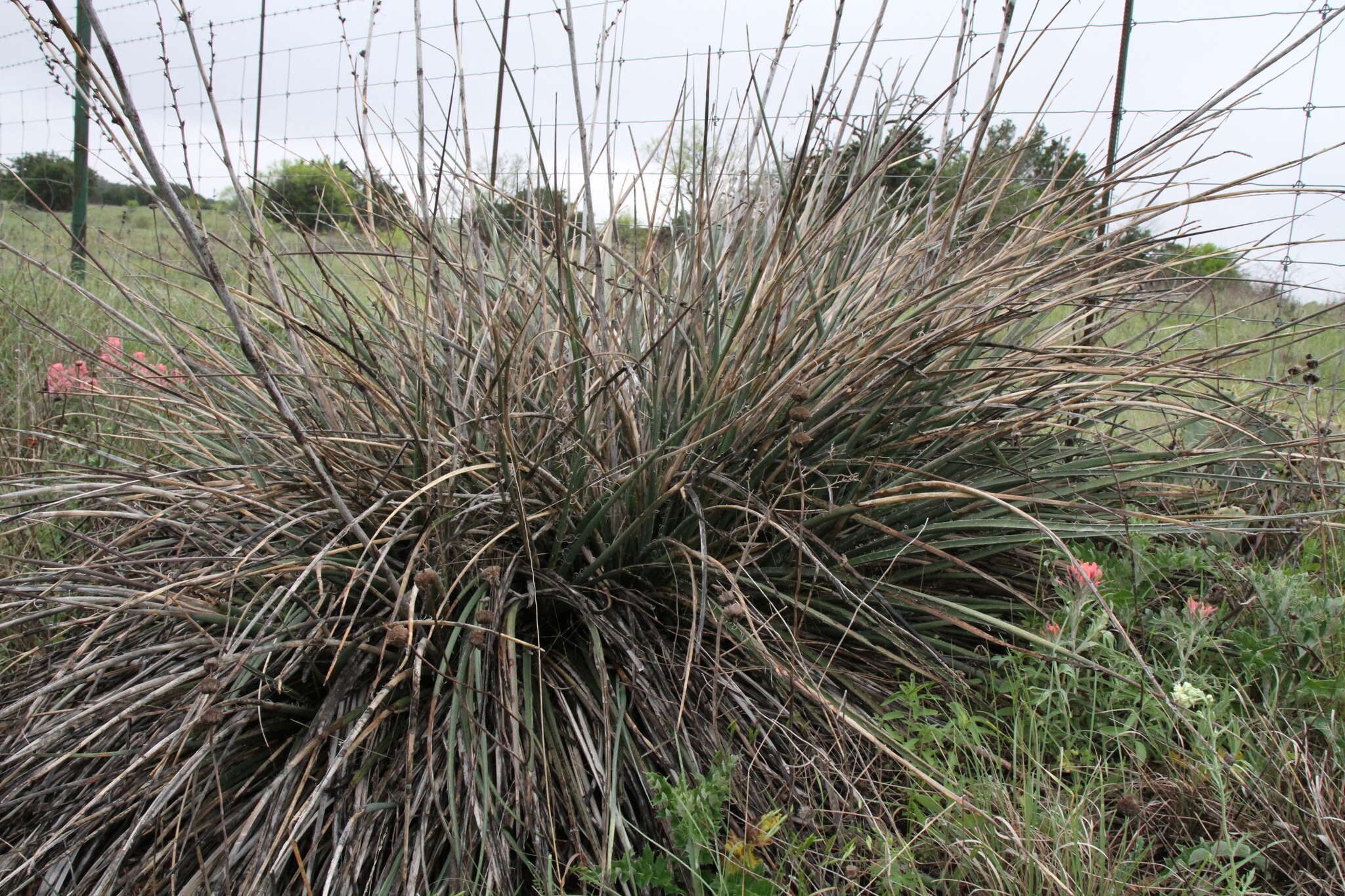 Image of Engelmann's false yucca