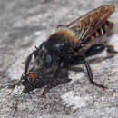 Image of Laphria ephippium (Fabricius 1781)
