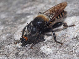 Image of Laphria ephippium (Fabricius 1781)