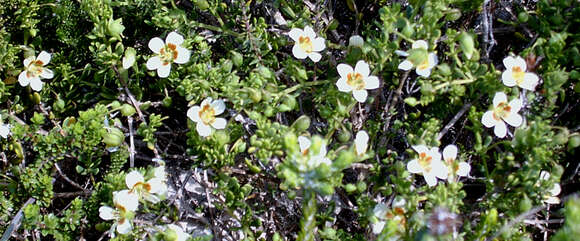 Image de Roepera maritima (Eckl. & Zeyh.) Beier & Thulin