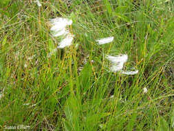 Image of alpine bulrush