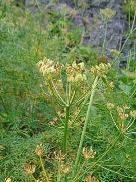 Image of fernleaf licorice-root