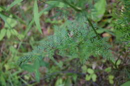 Imagem de Selinum carvifolia (L.) L.