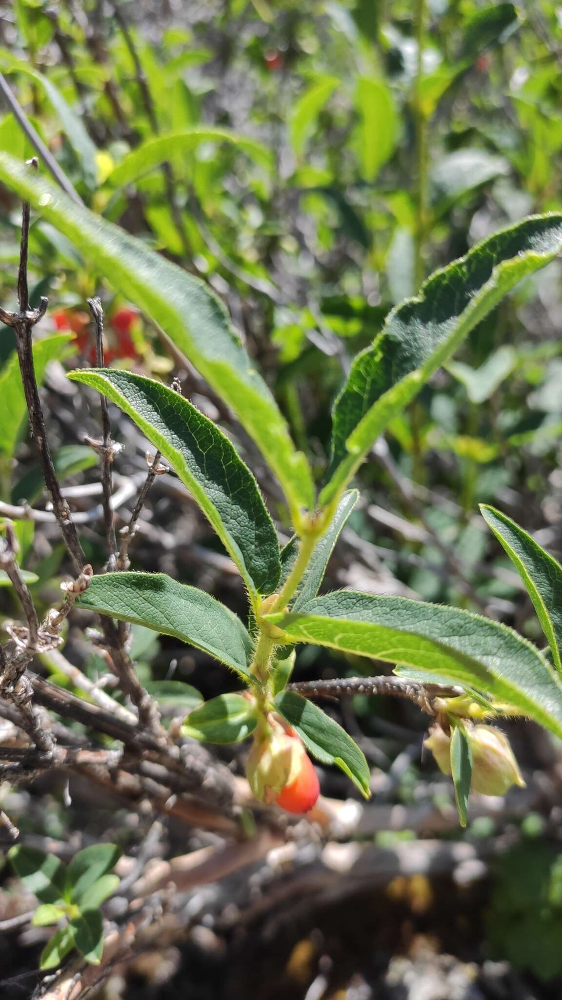 Image de Lonicera hispida Pall. ex Roem. & Schult.