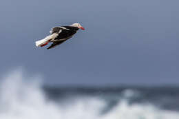 Image of Dolphin Gull