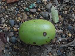 Image of common calabash tree