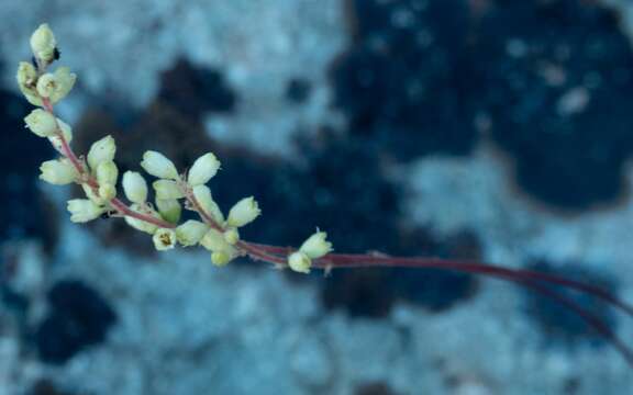 Image of gooseberryleaf alumroot