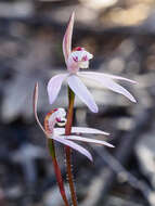 Image of Dusky fingers orchid