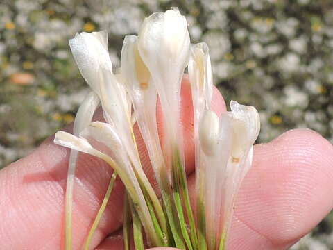 Image of Limestone Quillwort