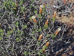 Image of Pteronia hutchinsoniana Compton