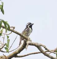 Image of Spot-flanked Barbet