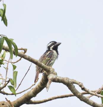 Image of Spot-flanked Barbet