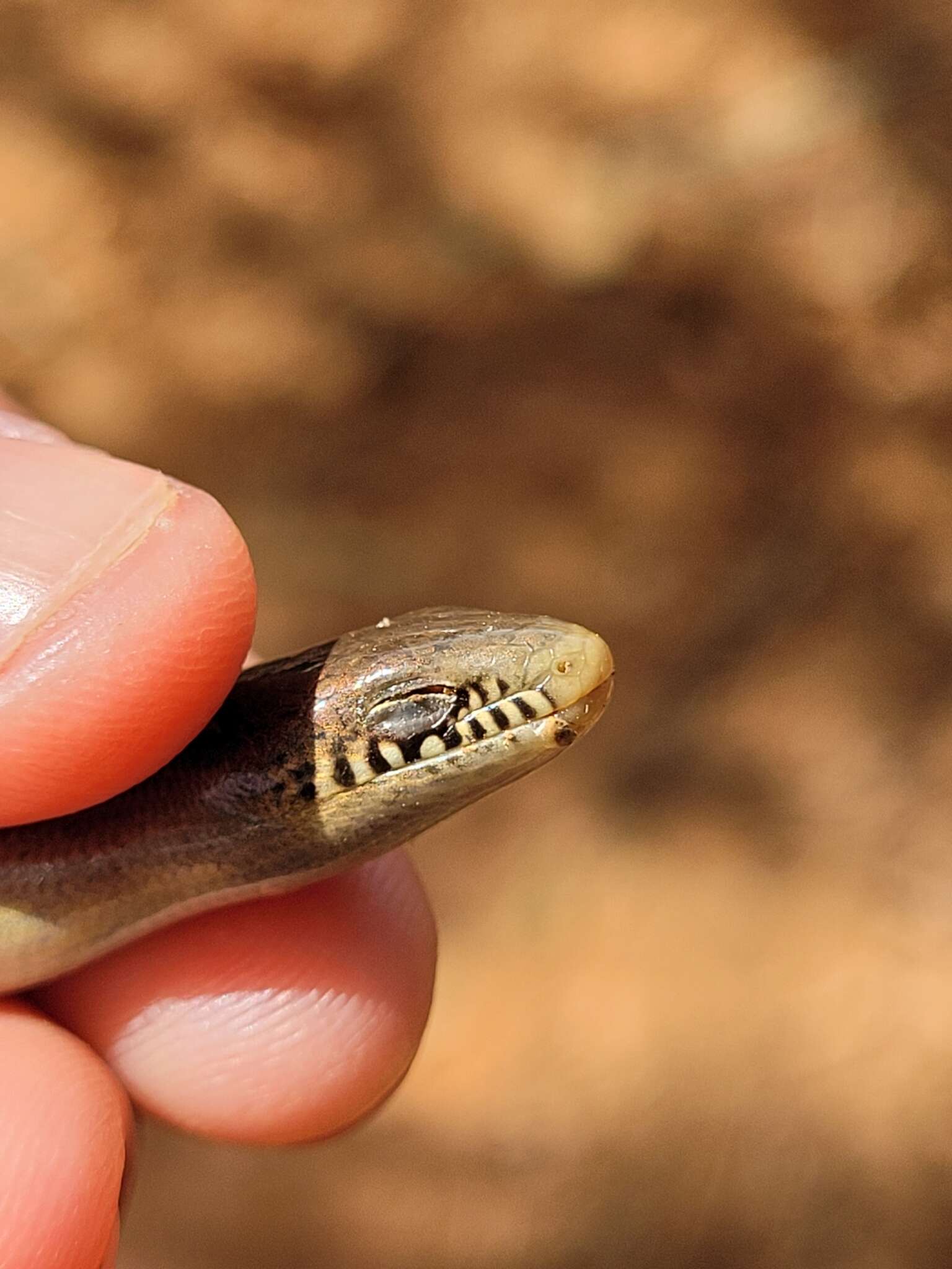 Image of Yacupoi Worm Lizard