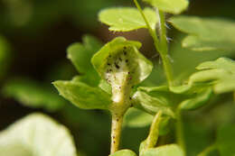 Imagem de Puccinia adoxae R. Hedw. 1805