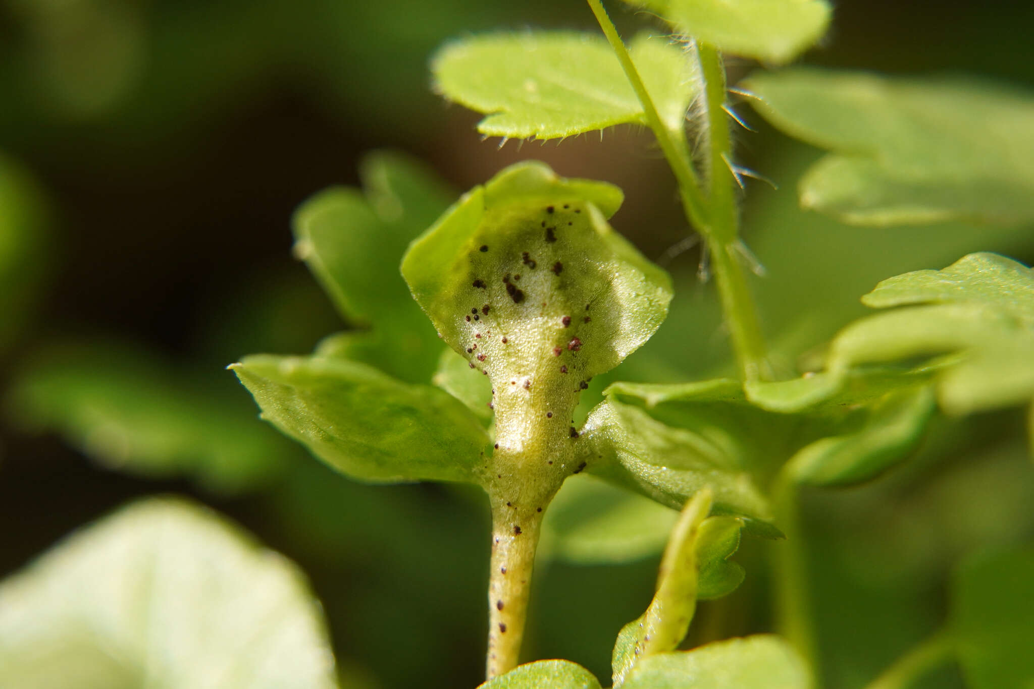 Imagem de Puccinia adoxae R. Hedw. 1805