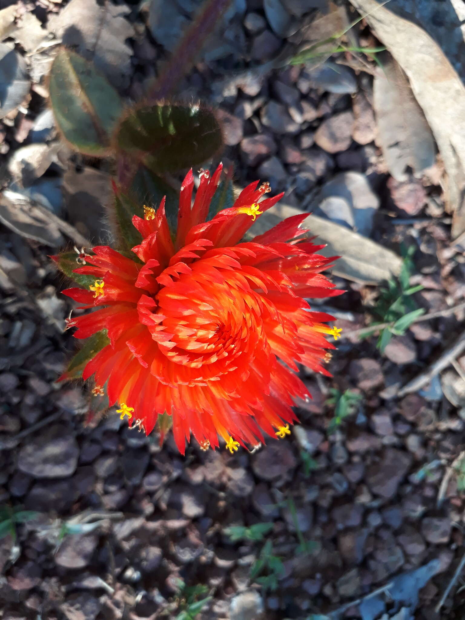 Image of Gomphrena arborescens L. fil.