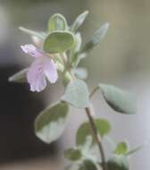 Image of Poliomintha marifolia (S. Schauer) A. Gray