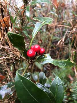 Imagem de Skimmia japonica subsp. distinctevenulosa (Hayata) T. C. Ho