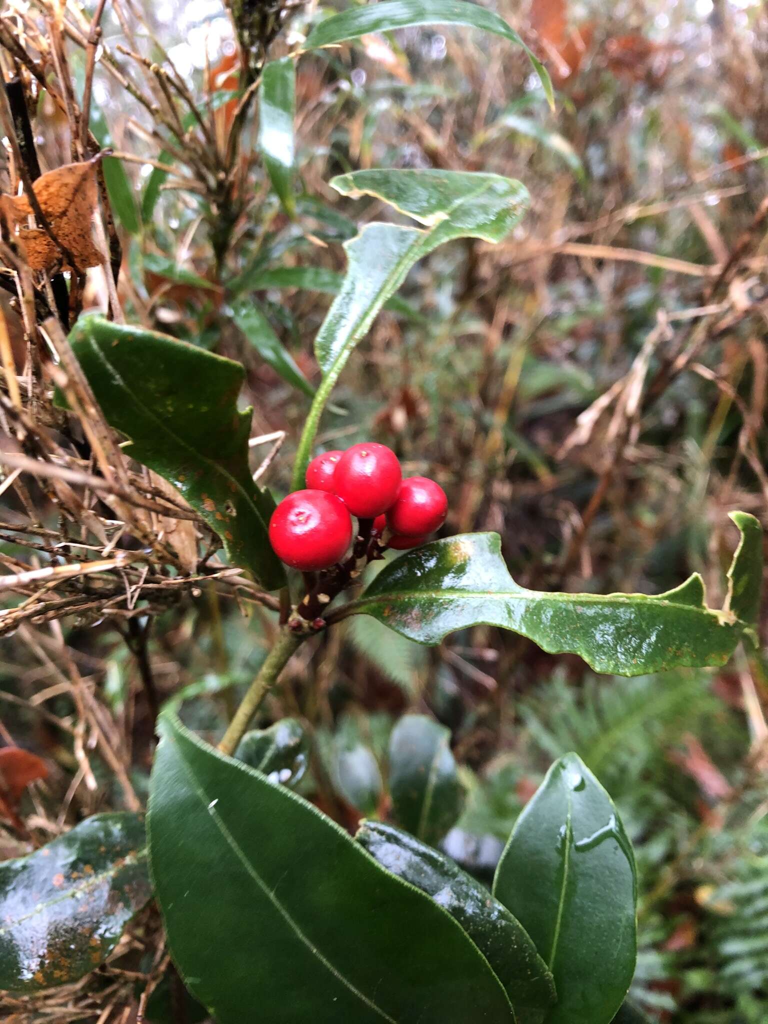 Image of Skimmia japonica subsp. distinctevenulosa (Hayata) T. C. Ho