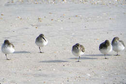 Image of Dunlin