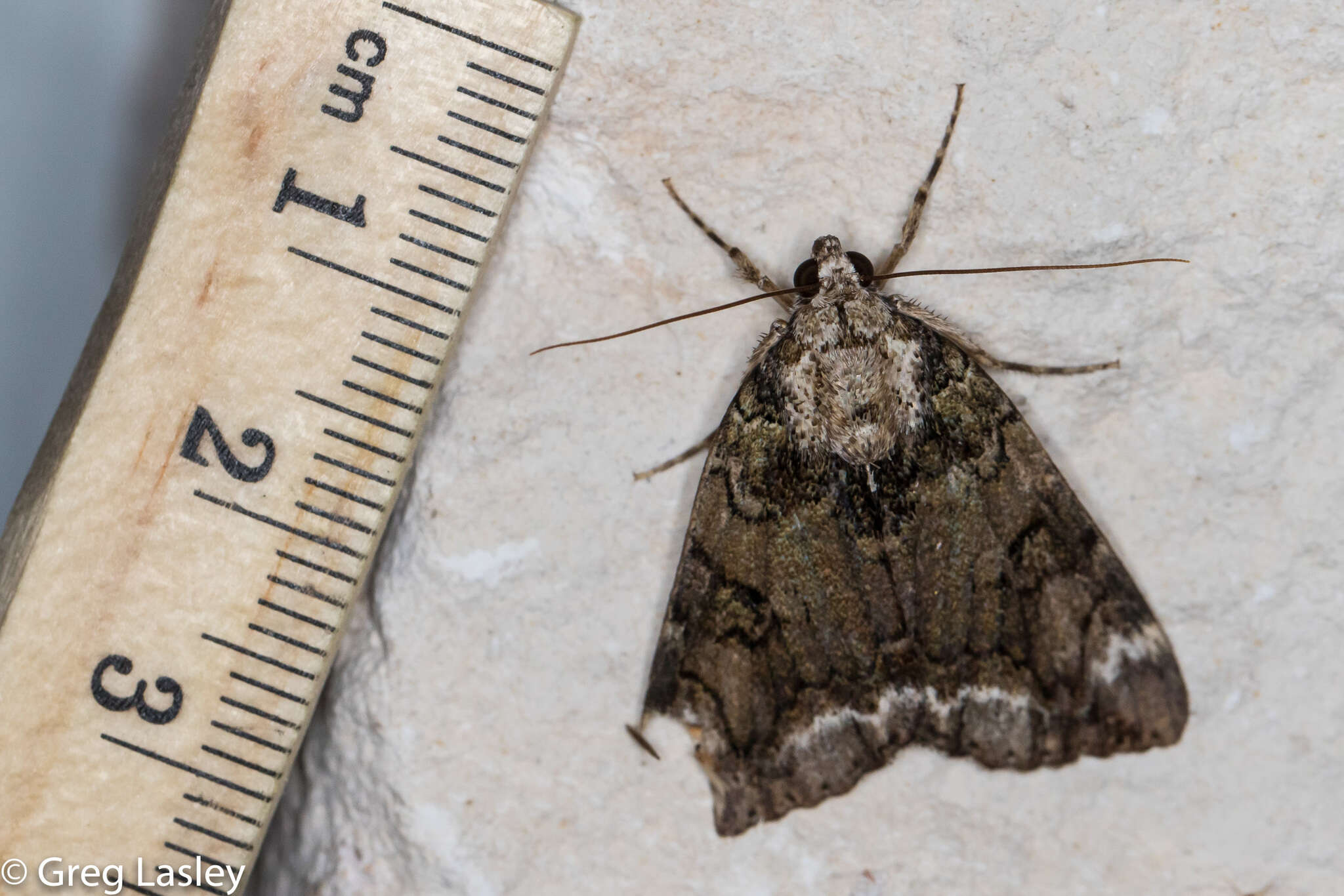 Image of Little Nymph Underwing