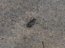 Image of Cicindela (Cicindela) latesignata latesignata Le Conte 1851