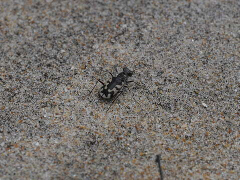 Image of Cicindela (Cicindela) latesignata latesignata Le Conte 1851