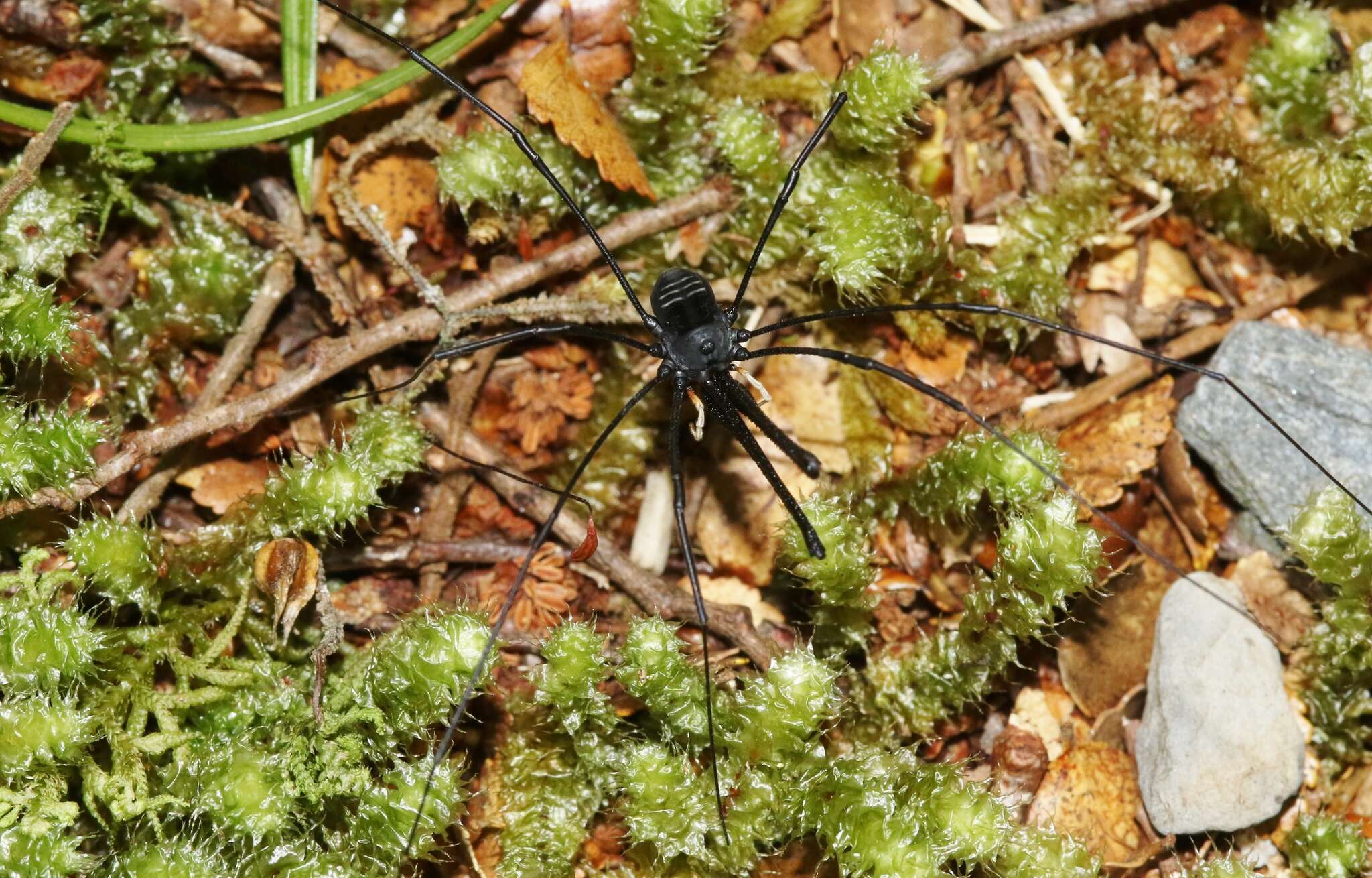 Image of Pantopsalis listeri