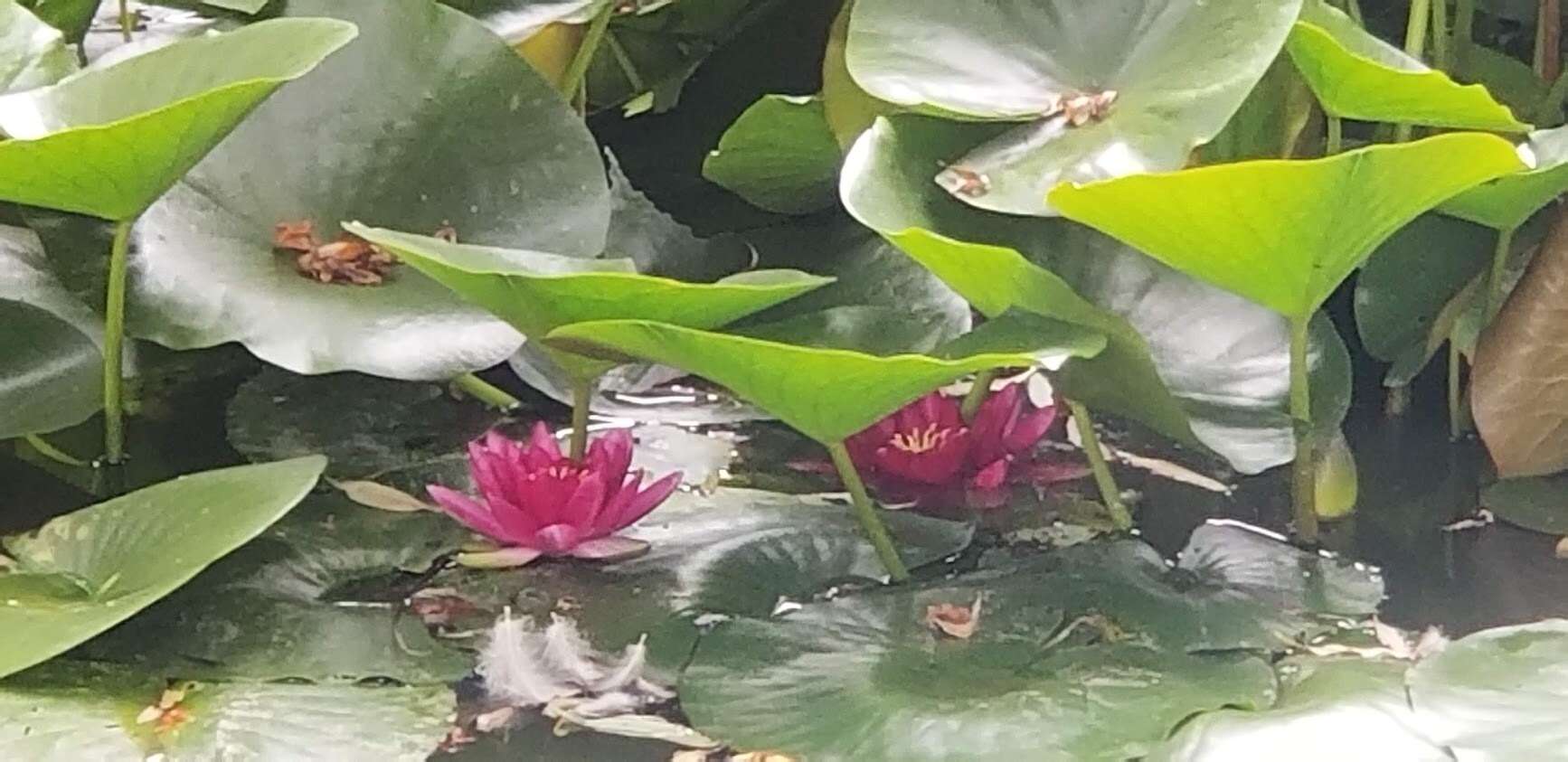 Image of Nymphaea rubra Roxb. ex Andr.