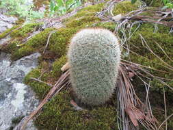 Mammillaria densispina (J. M. Coult.) Orcutt的圖片