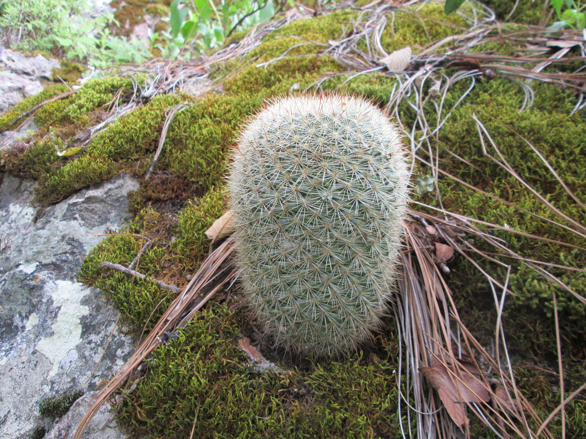 Image of Mammillaria densispina (J. M. Coult.) Orcutt