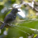 Image of Upland Antshrike