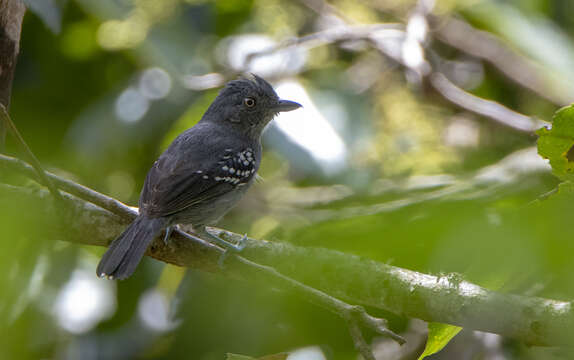 Image of Upland Antshrike