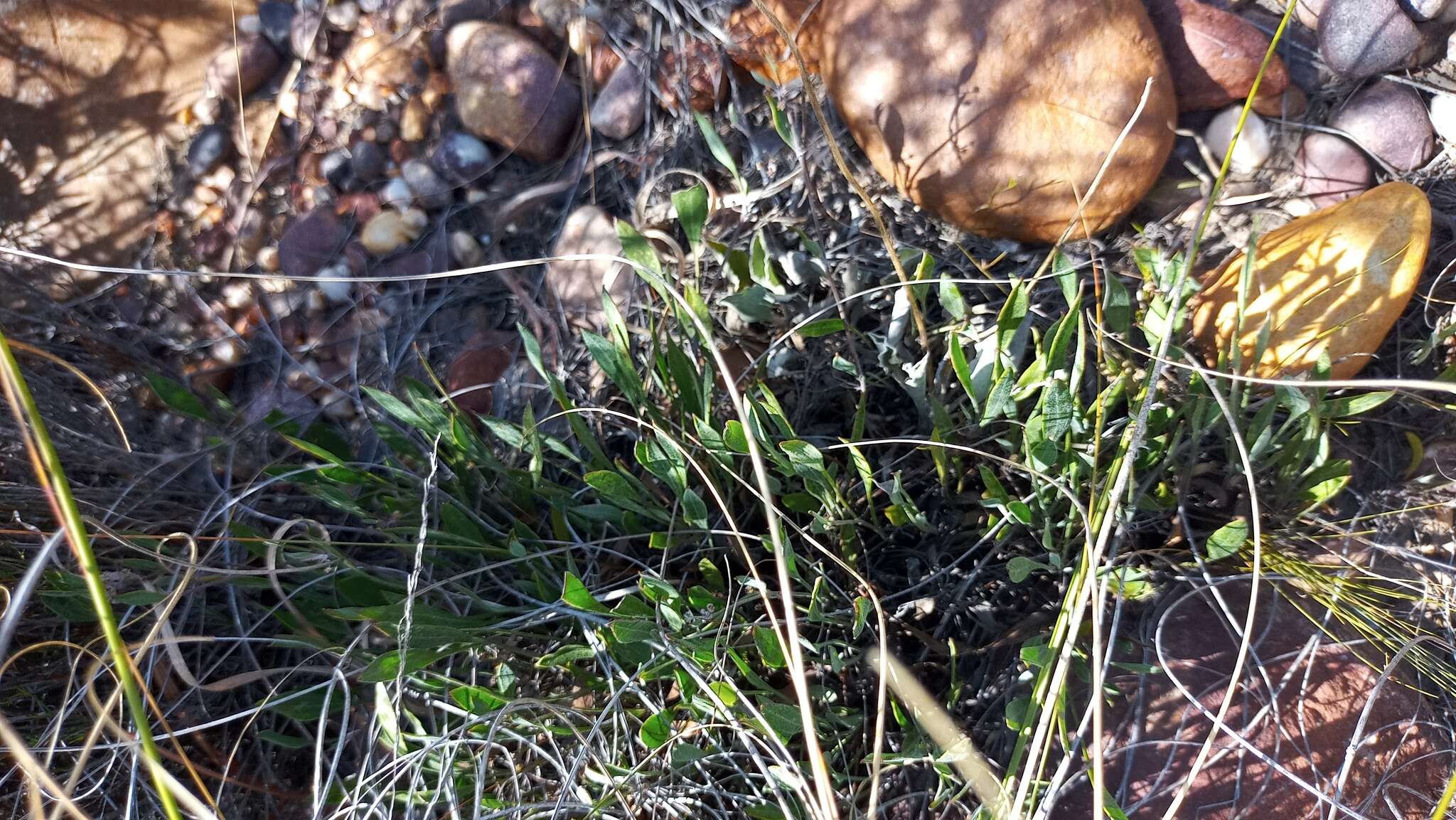 Image of Centella glabrata L.