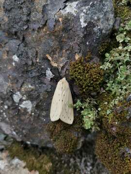 Image of Spilosoma obliqua Walker 1855