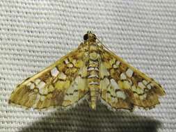 Image of Assembly Moth