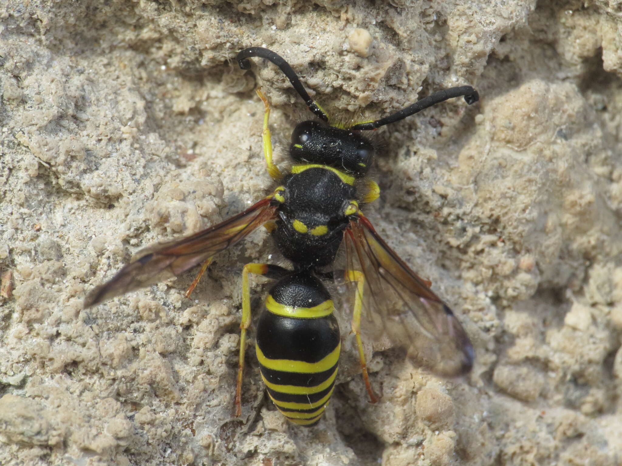 Image de Odynerus consobrinus Dufour 1839