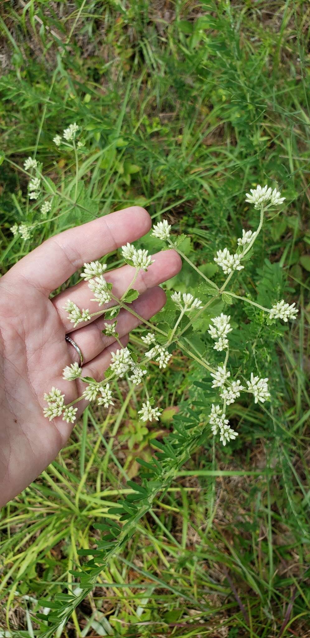 Eupatorium rotundifolium L. resmi