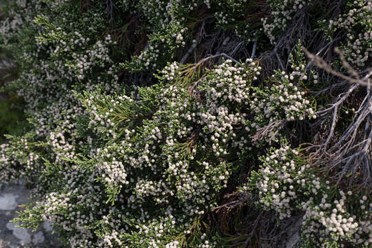 Sivun Brunia microphylla Thunb. kuva