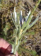 Image of Leucadendron singulare I. Williams