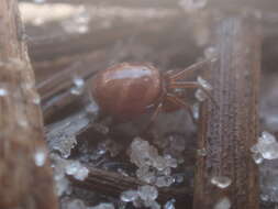 Image of Cobweb weaver