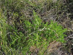 Image of Asparagus microraphis (Kunth) Baker